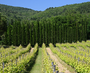 Landscape with trees (Image)