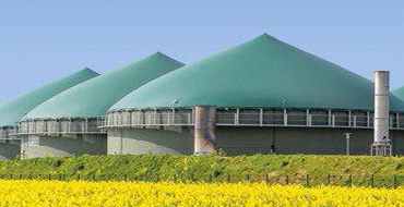 Plant (Image)