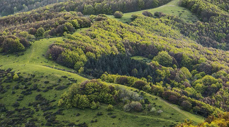 Landscape with wood (Image)