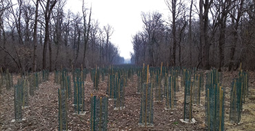 Modrone Forest, replanting (Image)